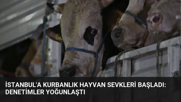 İstanbul’a Kurbanlık Hayvan Sevkleri Başladı: Denetimler Yoğunlaştı