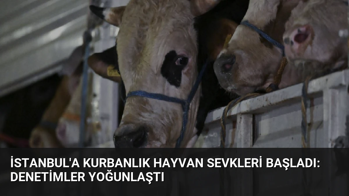 İstanbul’a Kurbanlık Hayvan Sevkleri Başladı: Denetimler Yoğunlaştı
