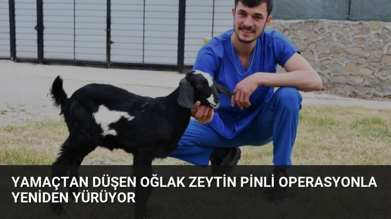 Yamaçtan Düşen Oğlak Zeytin Pinli Operasyonla Yeniden Yürüyor