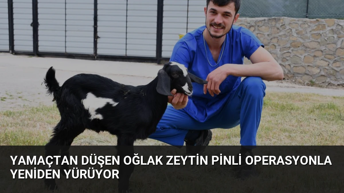 Yamaçtan Düşen Oğlak Zeytin Pinli Operasyonla Yeniden Yürüyor