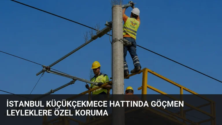 İstanbul Küçükçekmece hattında göçmen leyleklere özel koruma