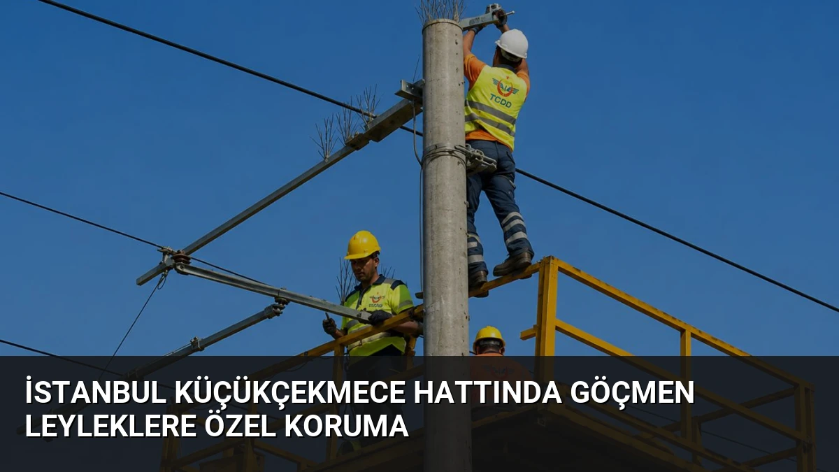 İstanbul Küçükçekmece hattında göçmen leyleklere özel koruma